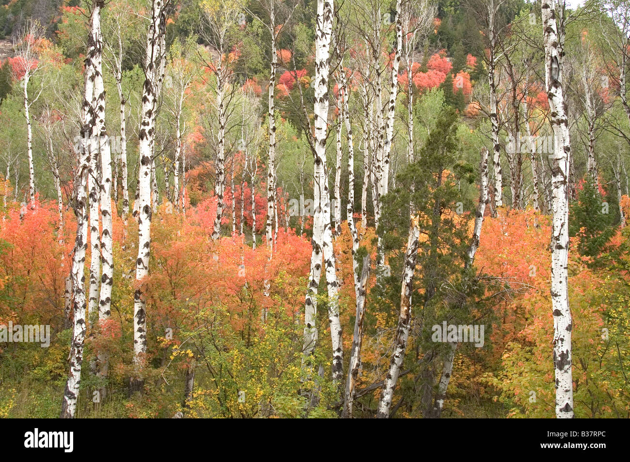 Stand of White Bark Trees in Autumn with turning red orange yellow