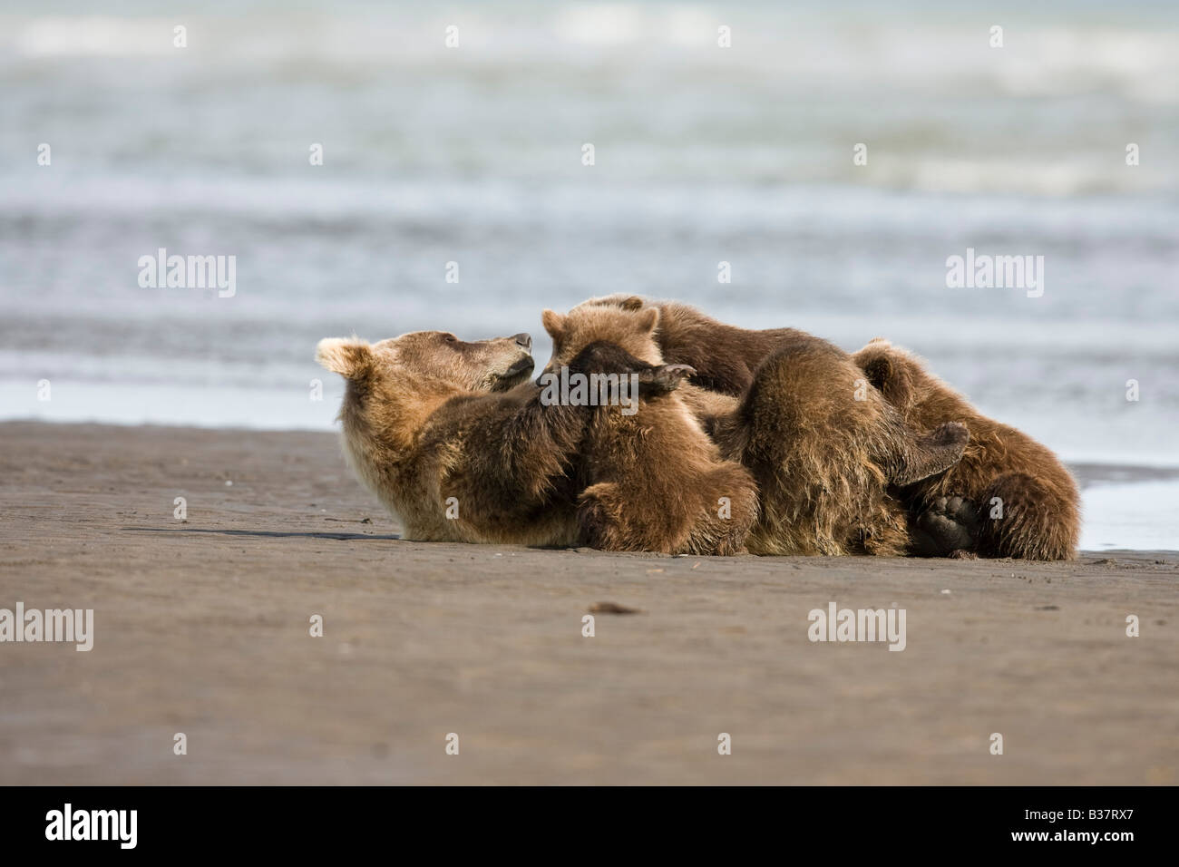 Brown Bear (Ursus arctos) mother nurses three cubs on the beach Stock ...