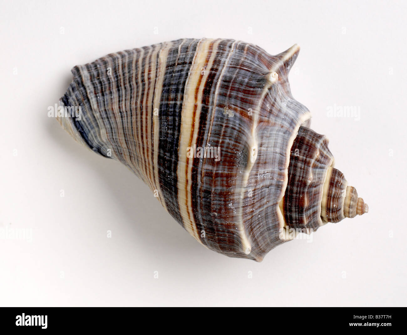 Seashell Seashell mollusk Stock Photo