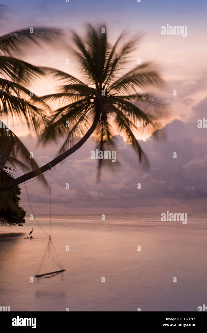 Rope swing at dusk on South Ari Atoll in Maldives near India Stock