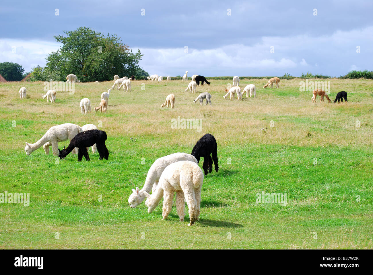 Alpaca farming, Path Hill Farm, Pangbourne, Berkshire, England, United