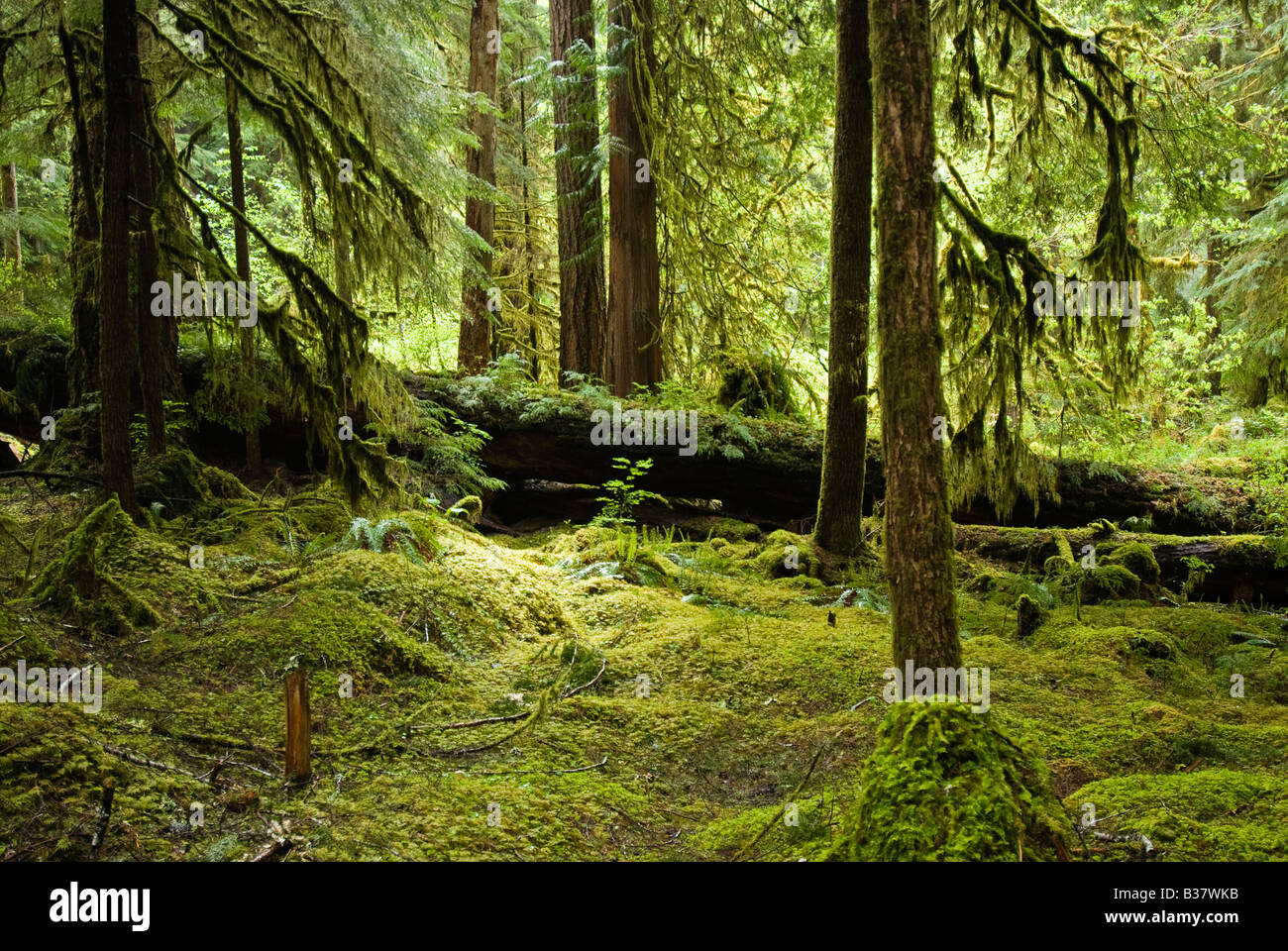 The mossy forest floor in Ancient Groves Olympic National Park Washington Stock Photo