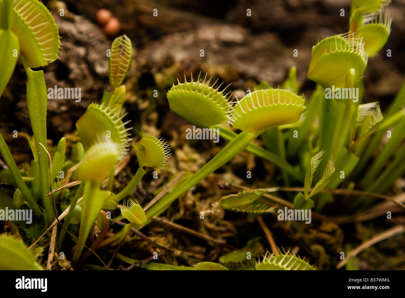 Venus Flytrap, Dionaea muscipula, carniverous plant Stock Photo
