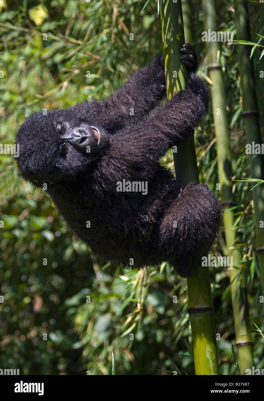 A baby MOUNTAIN GORILLA Gorilla beringei beringei climbs bamboo in PARK NATIONAL DE VOLCANS or VOLCANOES NATIONAL PARK RWANDA Stock Photo