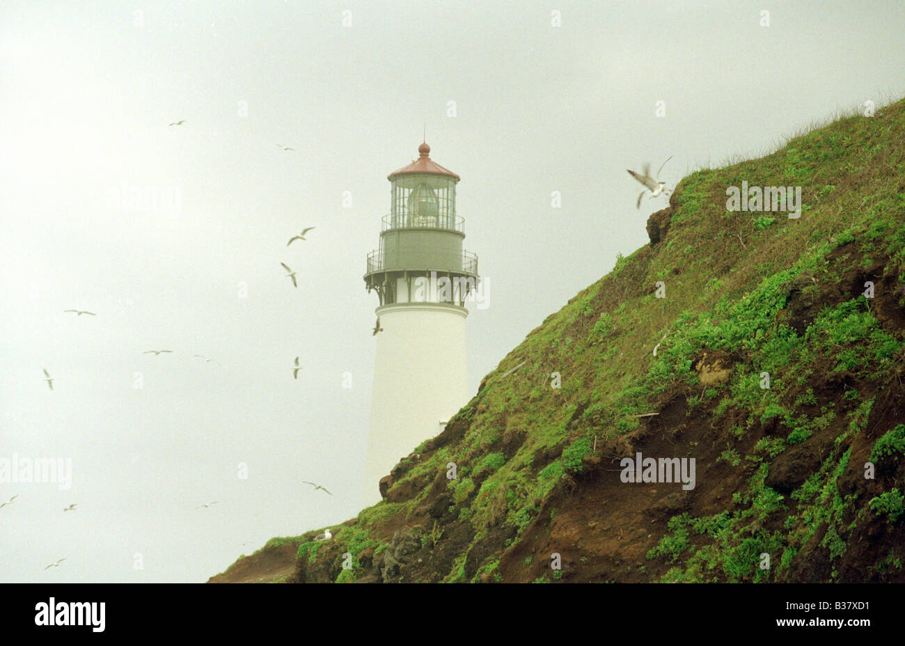 Yaquina Lighthouse Oregon West Coast Lighthouses and Birds Horizontal Stock Photo