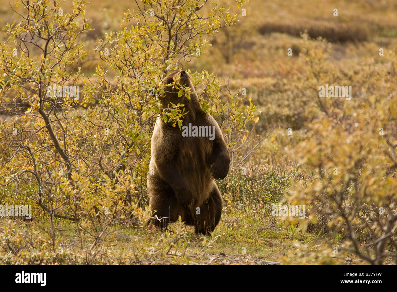 Grizzly Bear (Ursus arctos) in fall tundra standing and scratching its back Stock Photo