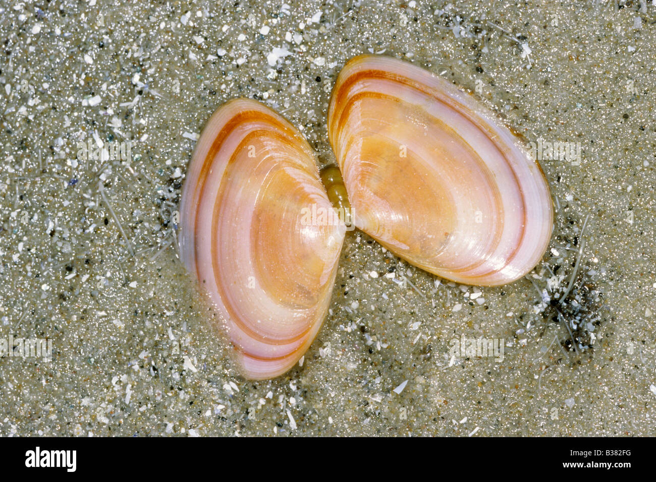 Plain Tellin (Angulus tenuis, Tellina tenuis), shell lying on sand Stock Photo
