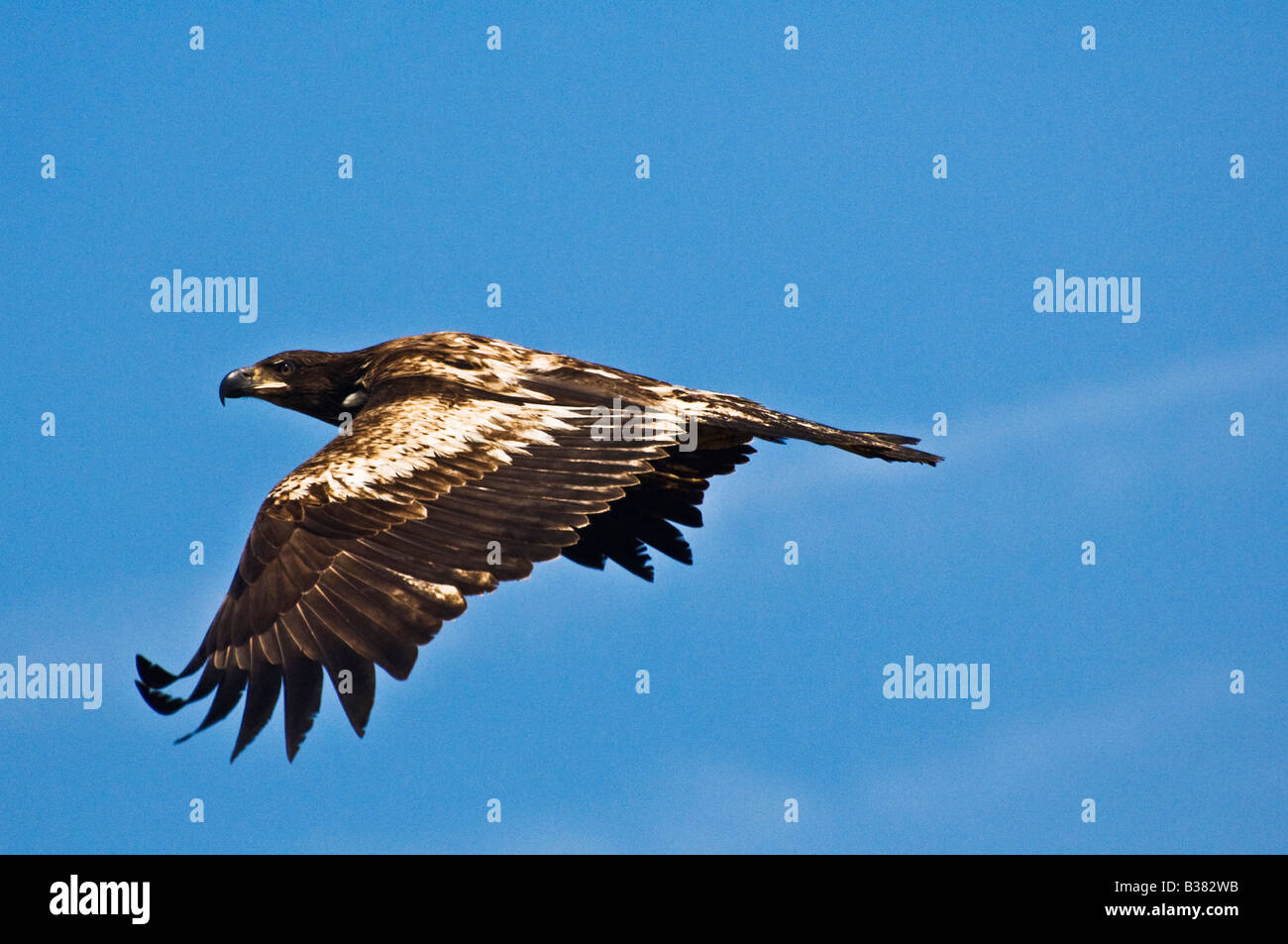 Eagle Speed Stock Photos Eagle Speed Stock Images Alamy