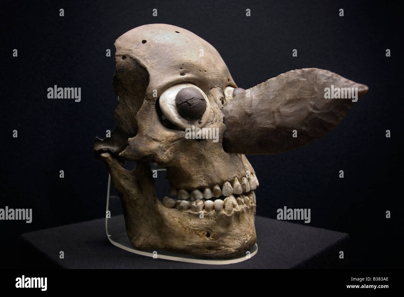 Aztec (Mexica) offering of decorated skull mask made from decapitated slain warrior from the Templo Mayor Museum in Mexico City. Stock Photo