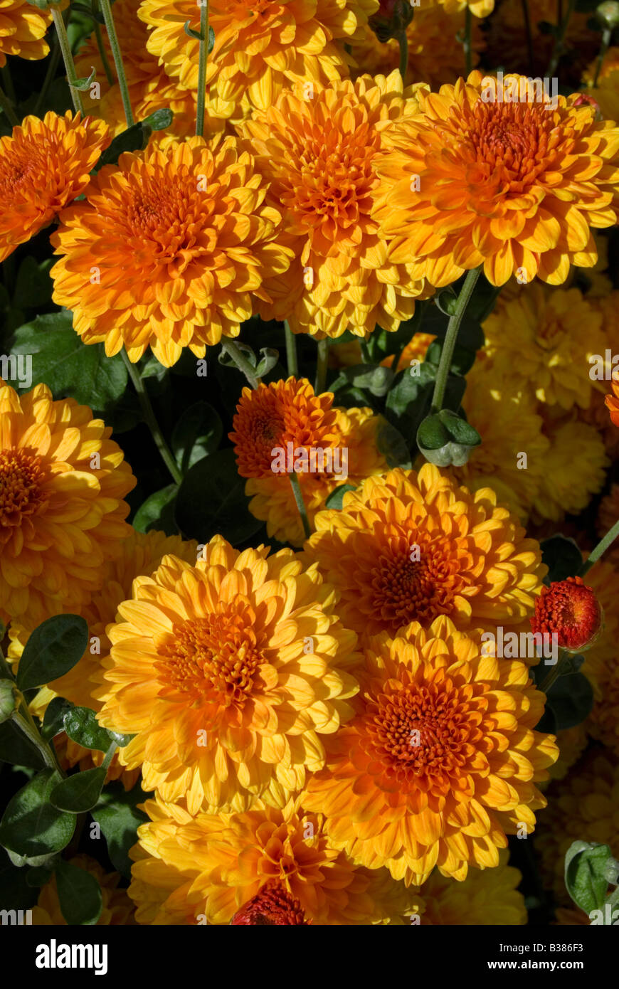 Chrysanthemum 'Wendy' Stock Photo