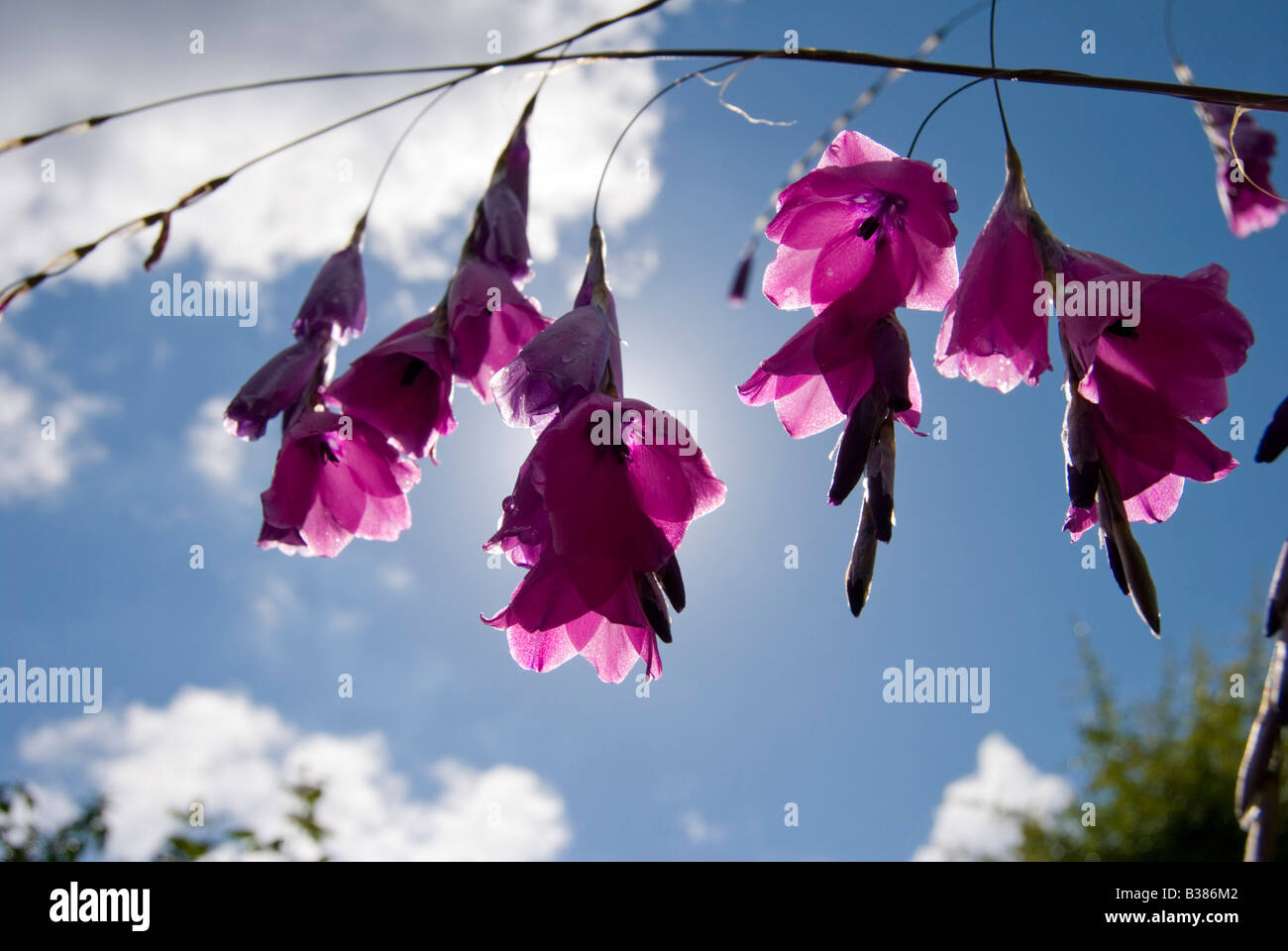 Dierama pulcherrimum, Wand flower Stock Photo
