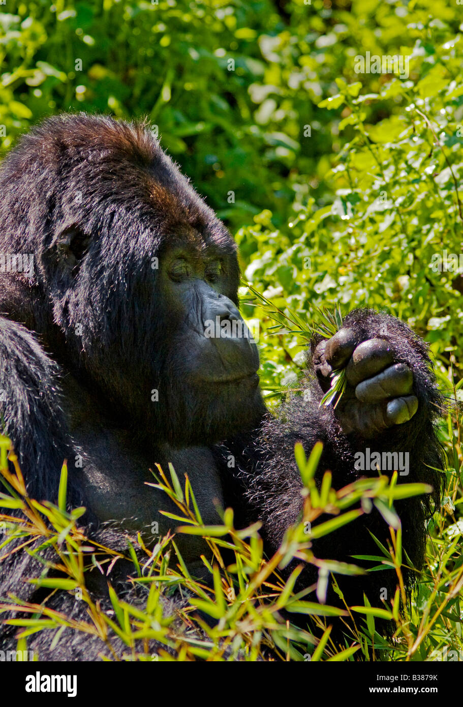 Silverback gorillas hi-res stock photography and images - Alamy
