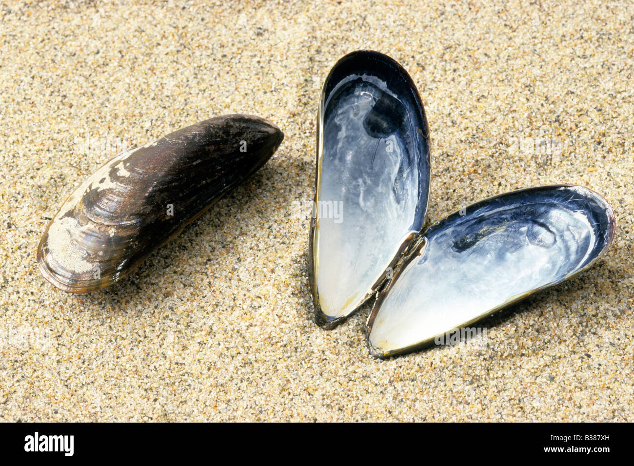 Common Mussel, Bay Mussel, Common Blue Mussel (Mytilus edulis), one closed, one openend Stock Photo