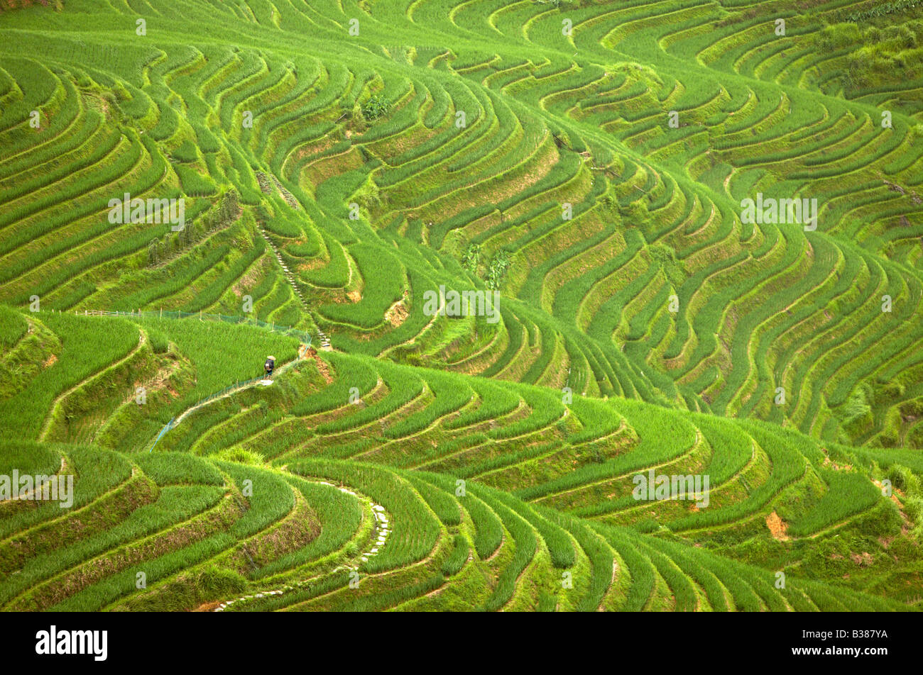 Ping An Rice Terraces Longsheng Longji Guilin China Building started in Yuan dynasty 1271 to 1368 Stock Photo