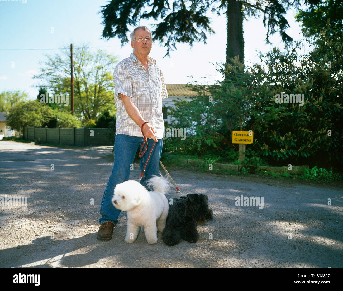 Man walking his dogs on sunny day Stock Photo - Alamy
