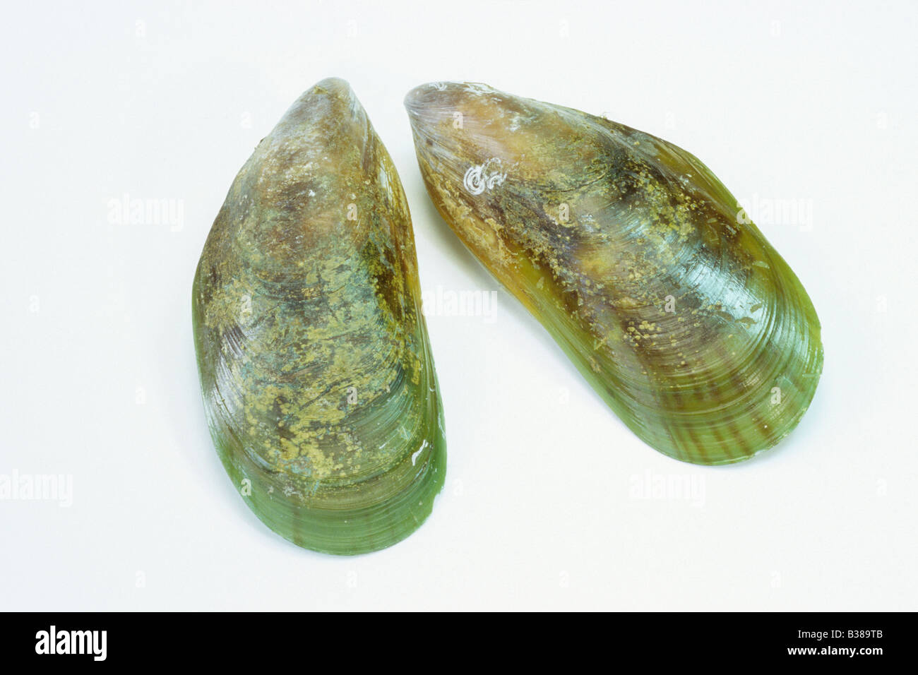 Greenshell Mussel, New Zealand Mussel, Channel Mussel (Perna canaliculus), studio picture Stock Photo