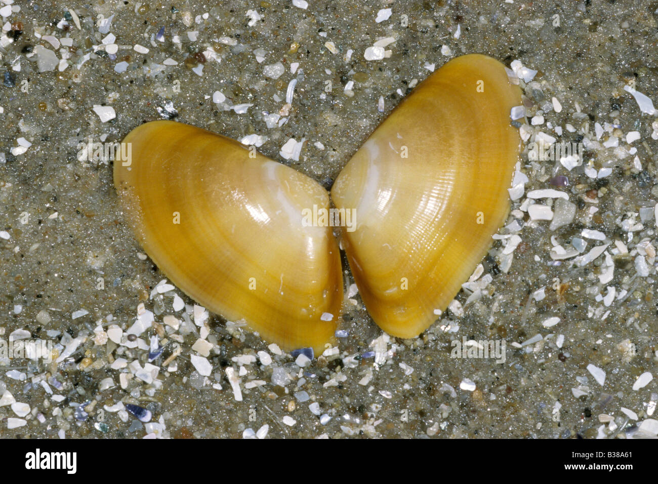 Banded Wedge Clam (Donax vittatus), empty shells on the beach Stock Photo