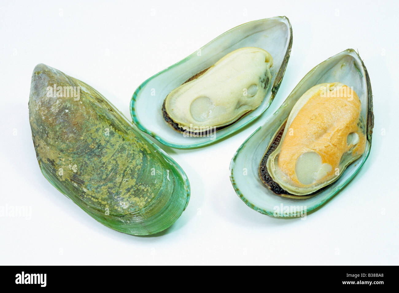 Greenshell Mussel, New Zealand Mussel, Channel Mussel (Perna canaliculus), closed and open, studio picture Stock Photo
