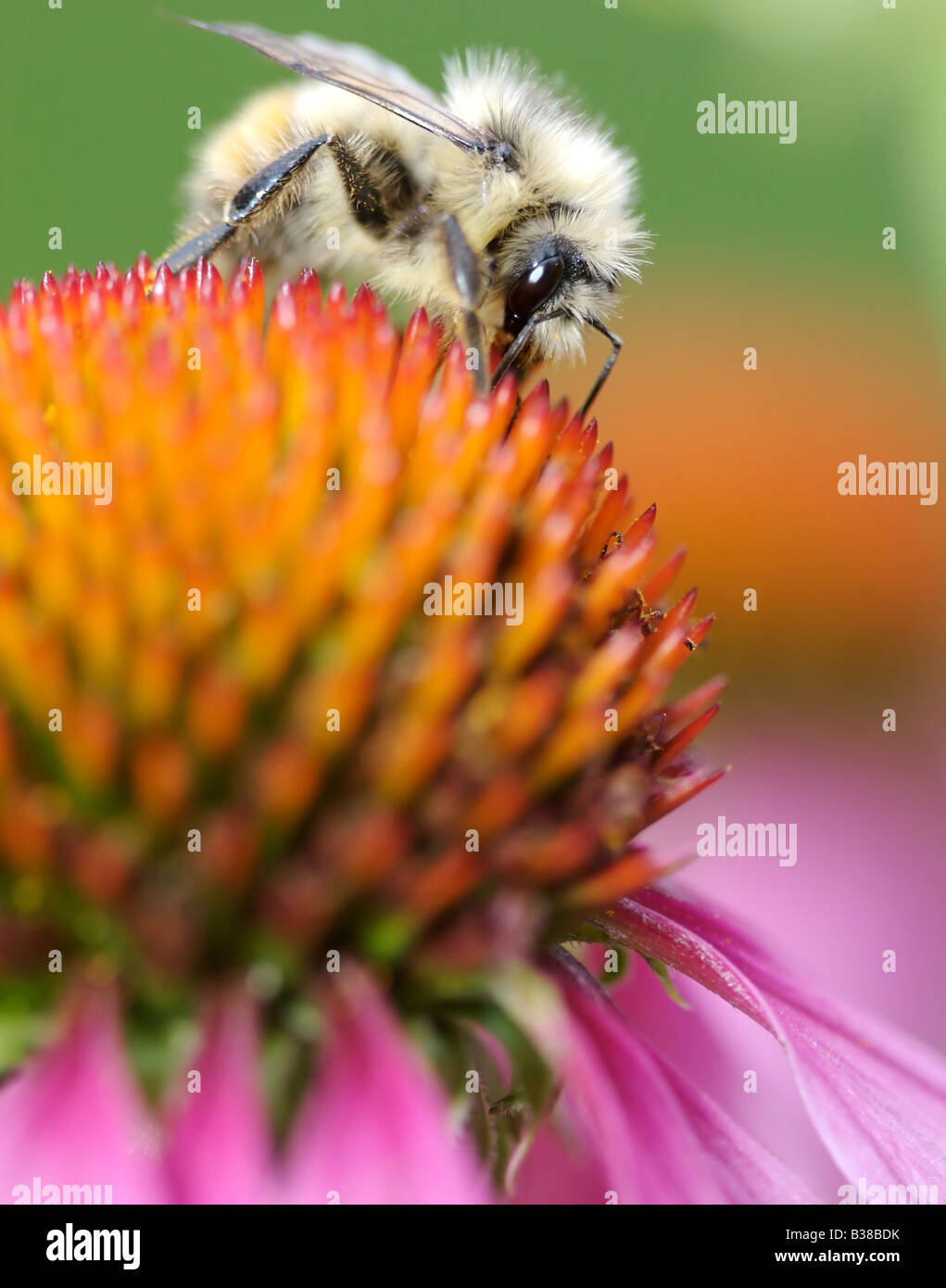 A bumblebee gathers nectar on a cone flower (echinacea). Stock Photo