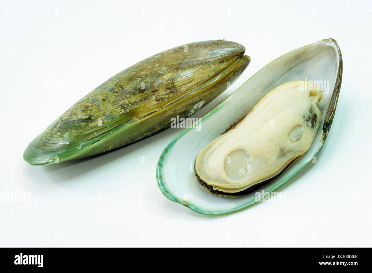 Greenshell Mussel, New Zealand Mussel, Channel Mussel (Perna canaliculus), closed and opened, studio picture Stock Photo