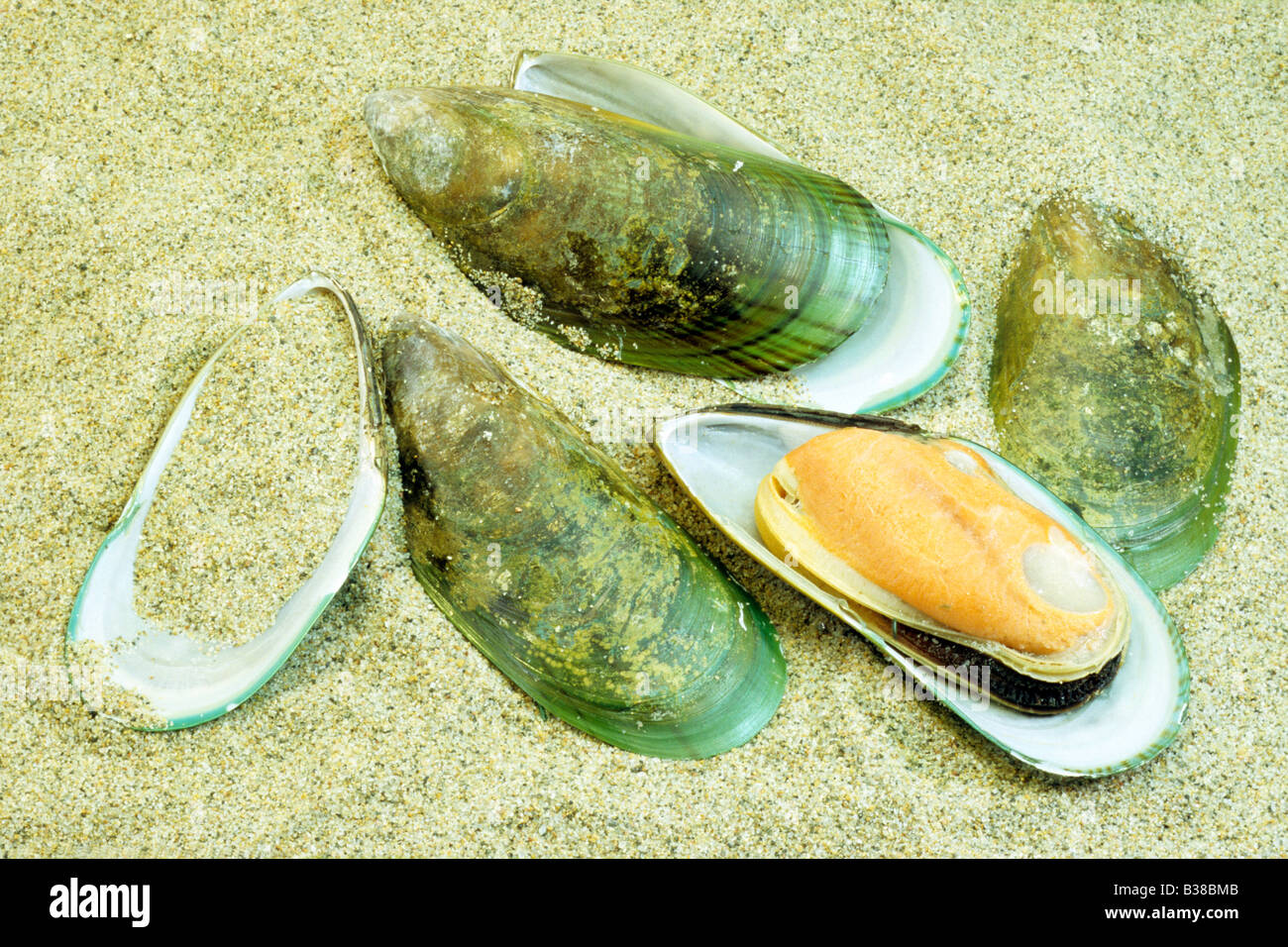 Greenshell Mussel, New Zealand Mussel, Channel Mussel (Perna canaliculus), on sand Stock Photo