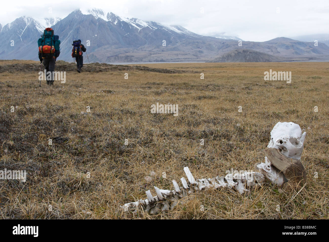 Hikers passing by a muskox skeleton in the barren tundra of high arctic on Ellesmere Island, Nunavut Canada. Stock Photo