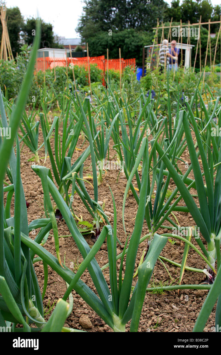 Onion plants hi-res stock photography and images - Alamy