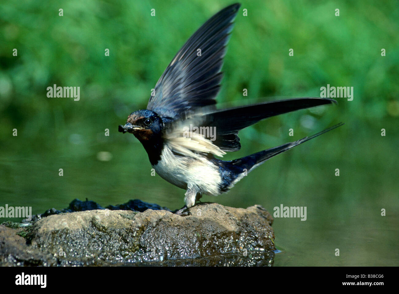 Swallow Barn swallow (Hirundo rustica) collecting mud for nest building Stock Photo