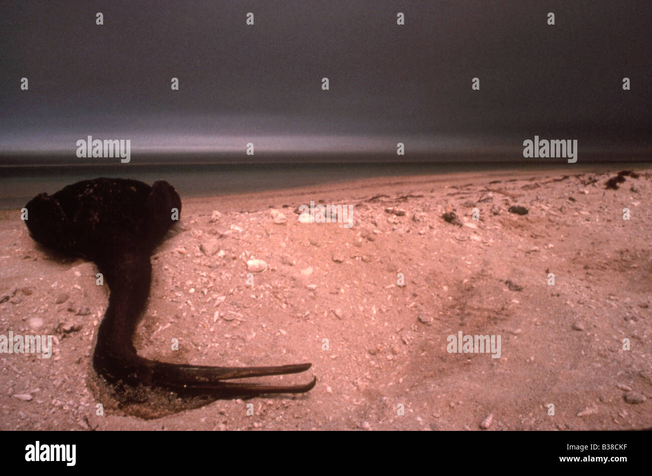Oiled Socotra cormorant (Phalacrocorax nigrogularis) Gulf War 1991 Stock Photo