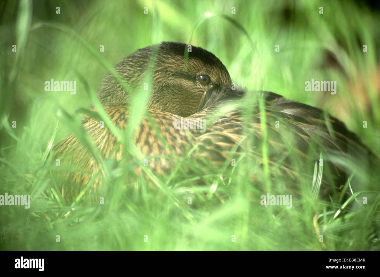 female mallard (anus platyrhynchos) sleeping in grass Stock Photo