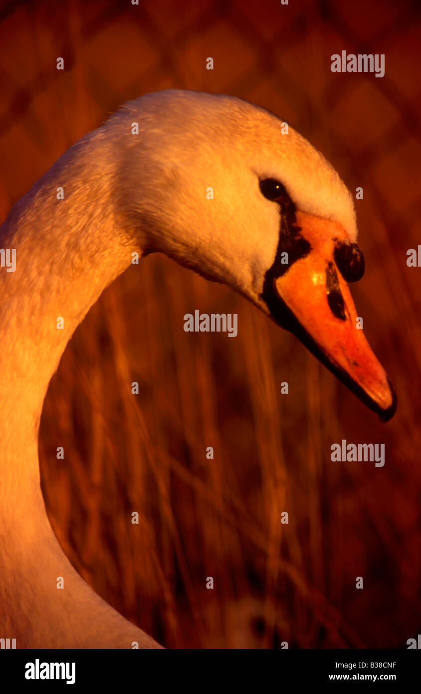 Mute swan (Cygnus olor) head detail at dusk Stock Photo