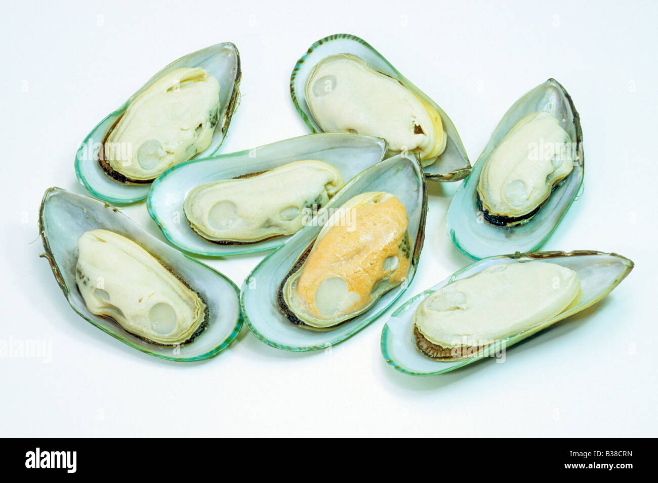 Greenshell Mussel, New Zealand Mussel, Channel Mussel (Perna canaliculus), opened, studio picture Stock Photo