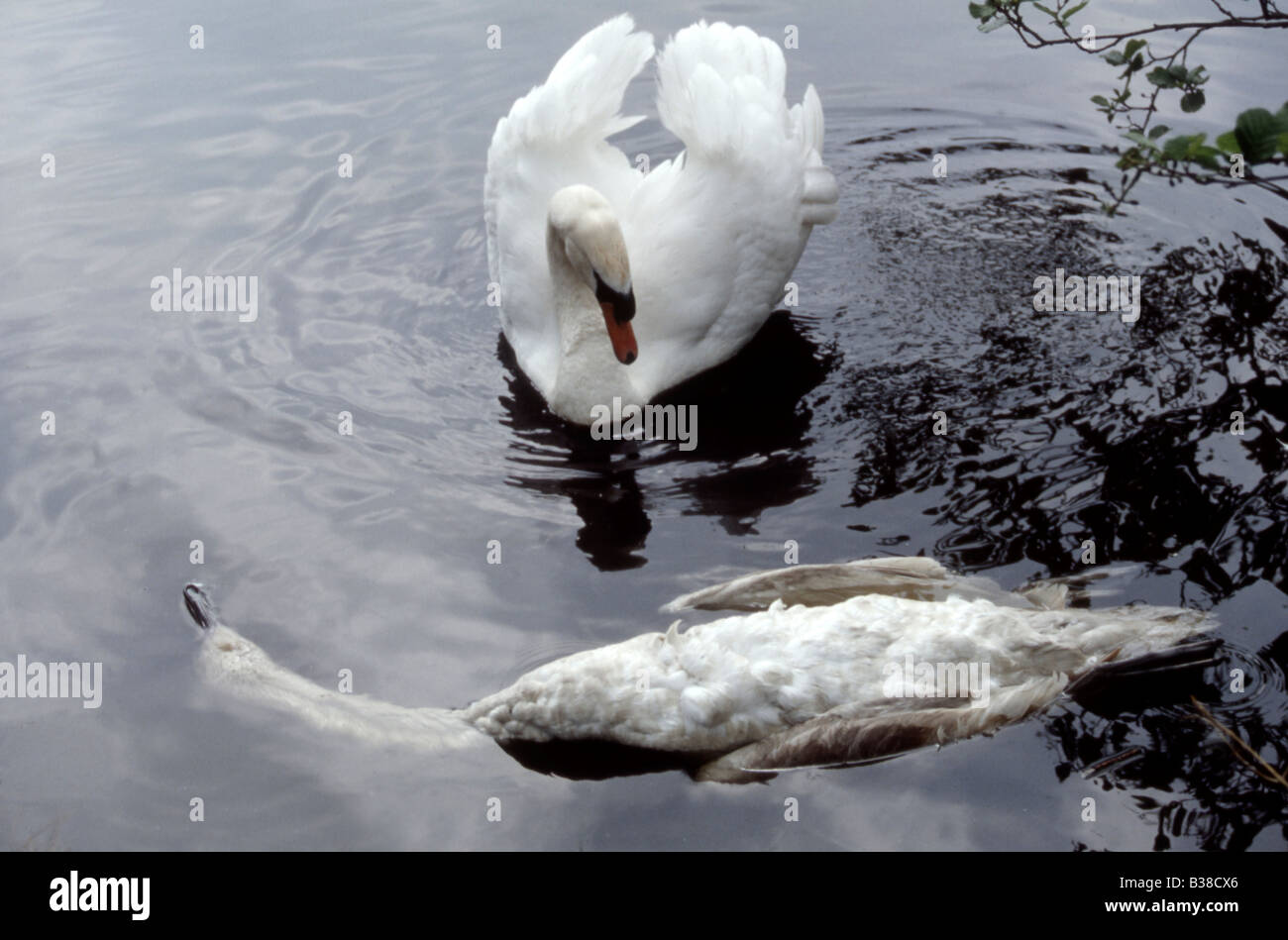 Mute swan (Cygnus olor) showing threat posture on water after killing
