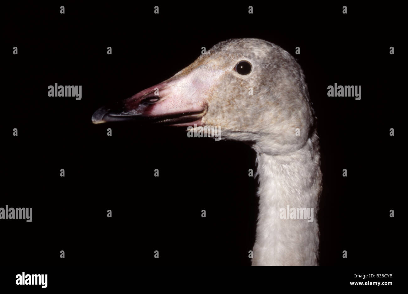 Juvenile whooper swan (Cygnus cygnus) Stock Photo