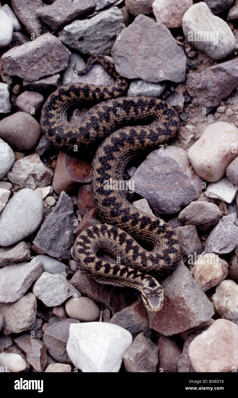 Adder stones hi-res stock photography and images - Alamy
