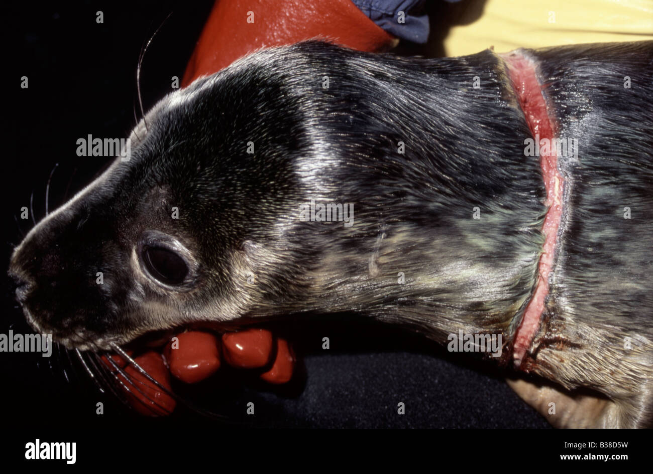 Grey seal (Halichoerus grypus) showing horrific injuries from fishing nets, UK Stock Photo