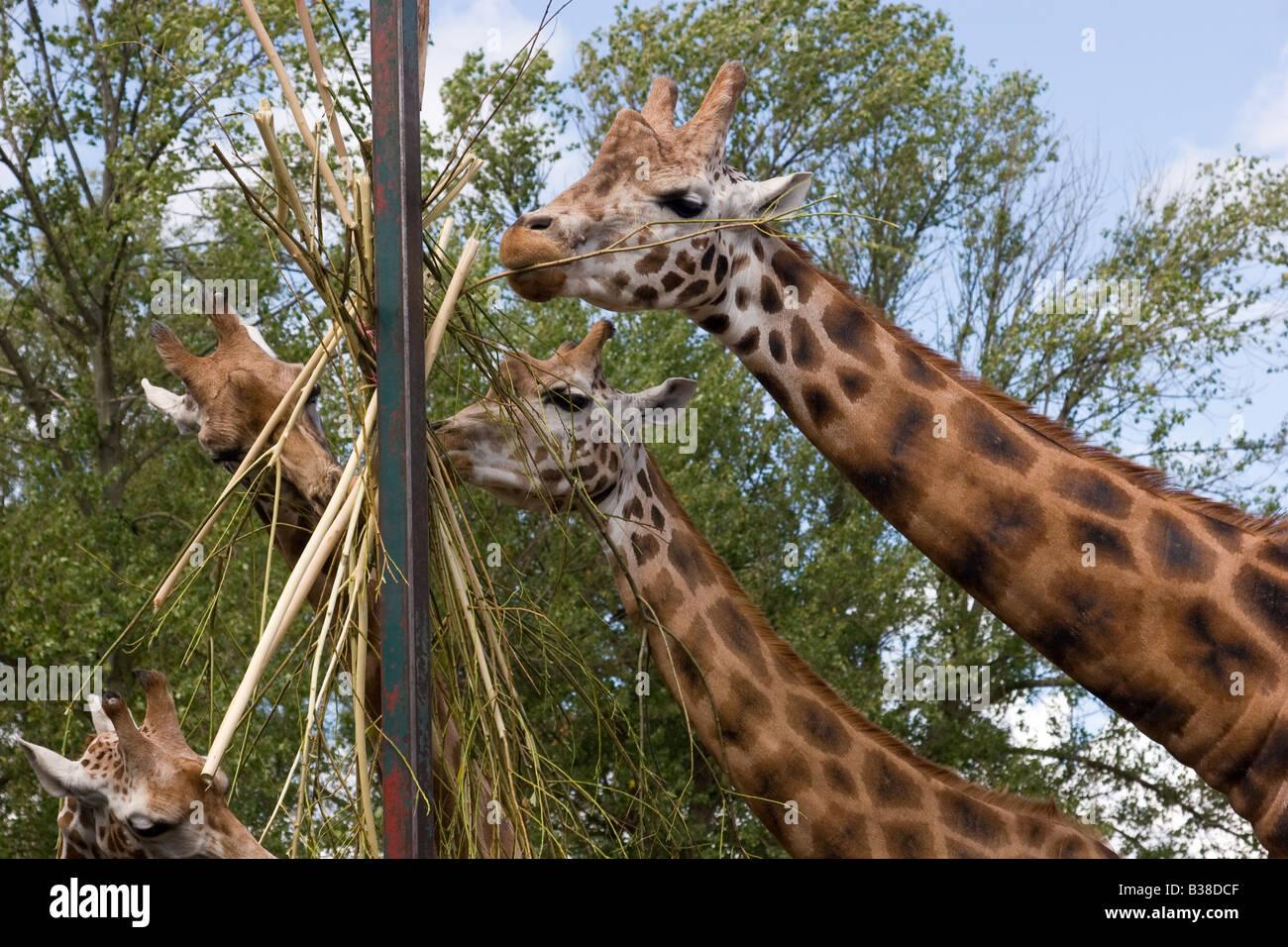 Giraffes feeding at zoo feeding station Stock Photo Alamy