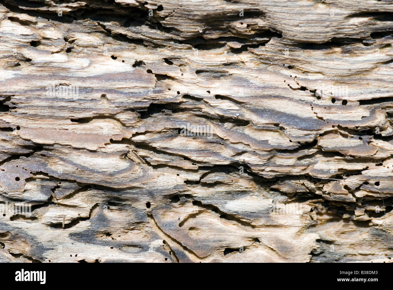 A Close up Photograph of Wood Erosion Stock Photo Alamy