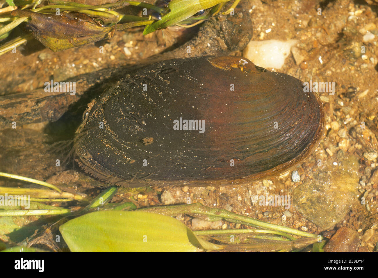 Freshwater Pearl Mussel, Eastern Pearlshell (Margaritifera