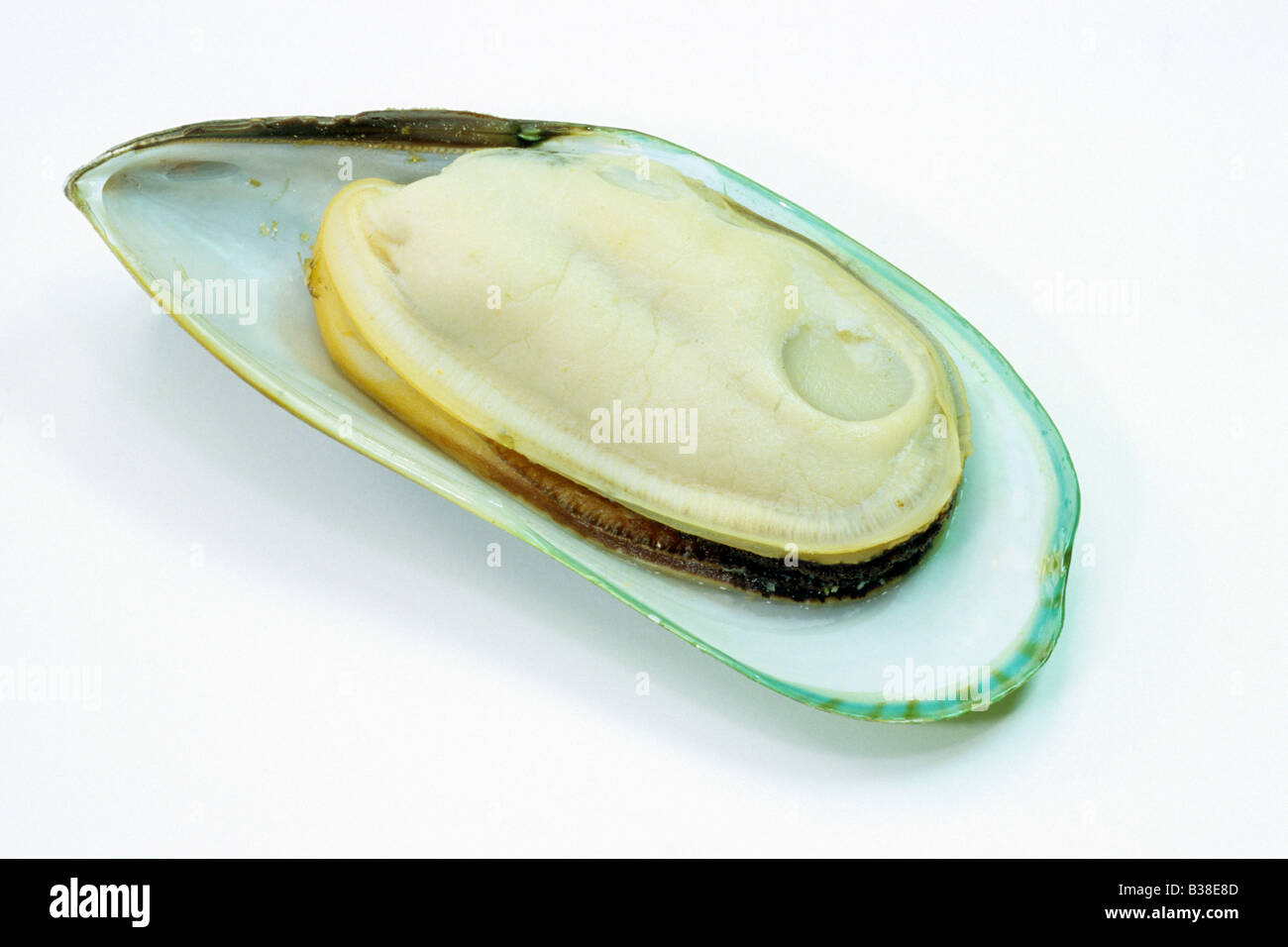 Greenshell Mussel, New Zealand Mussel, Channel Mussel (Perna canaliculus), opened, studio picture Stock Photo