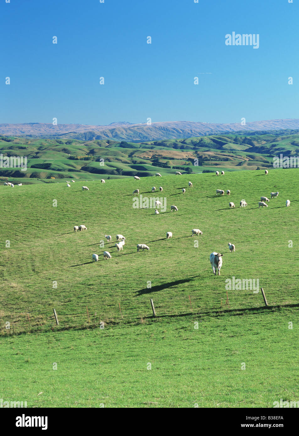 South Otago sheep farm Stock Photo Alamy