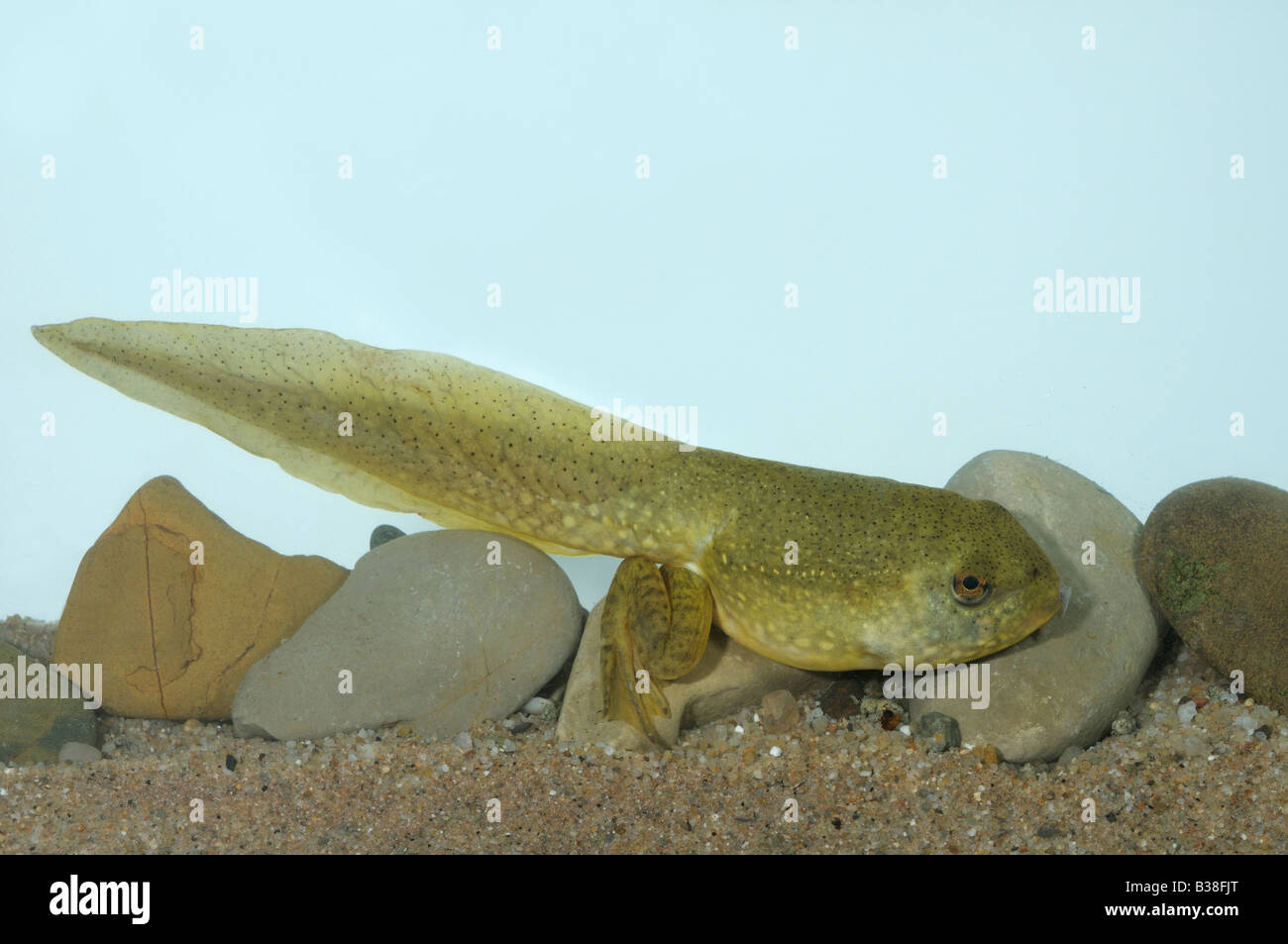 American Bullfrog (Rana catesbeiana, Lithobates catesbeianus), well developed tadpole Stock Photo
