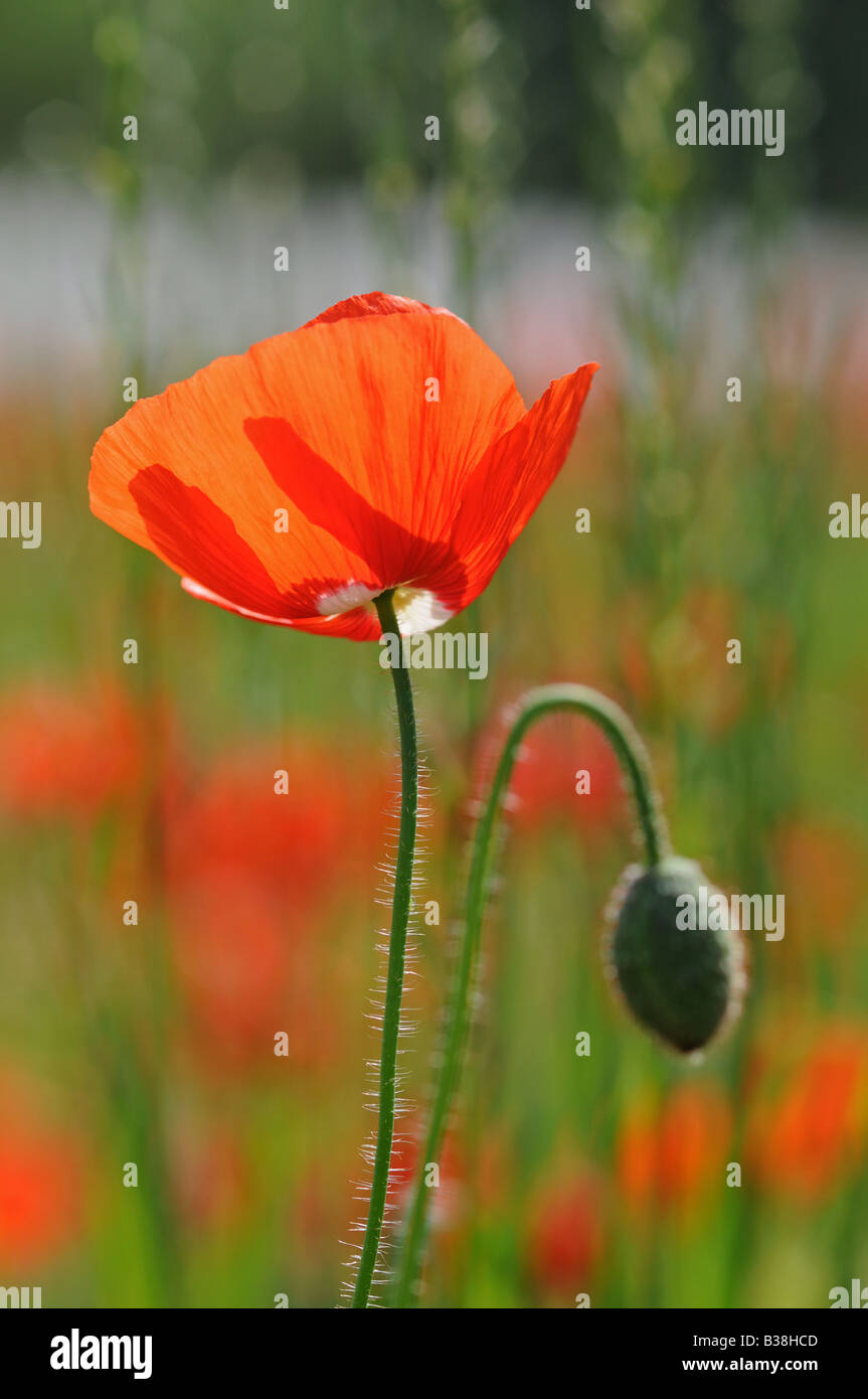 Single orange red poppy and Bud in field Stock Photo