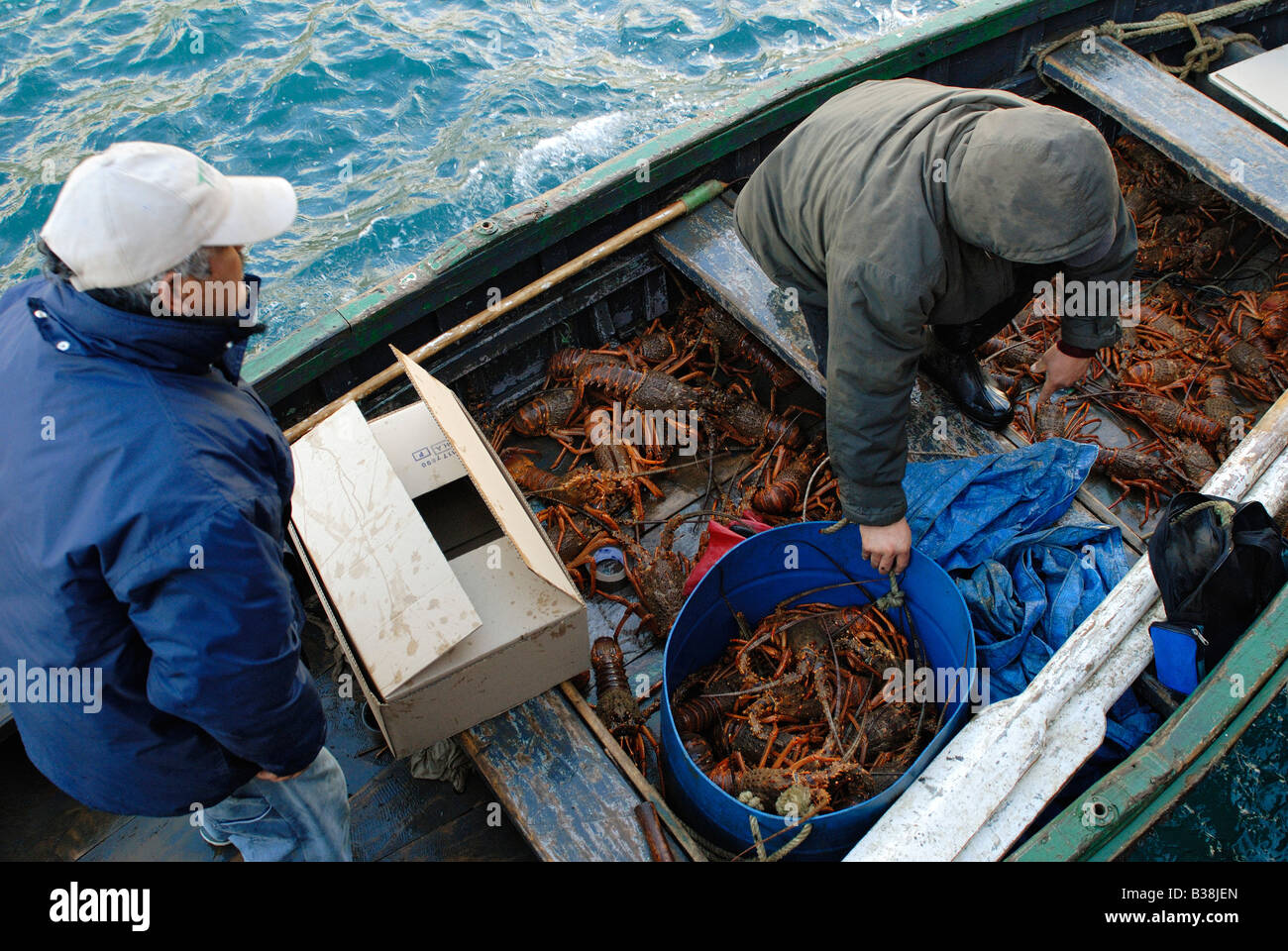 CHL Chile Juan Fernandez archipelago Robinson Crusoe Island 05 2007 Alive crayfish is packed in transport boxes Stock Photo