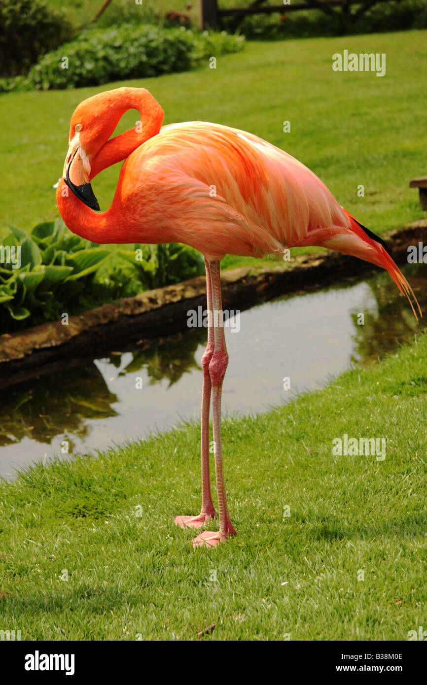 A full length image of a flamingo Stock Photo - Alamy