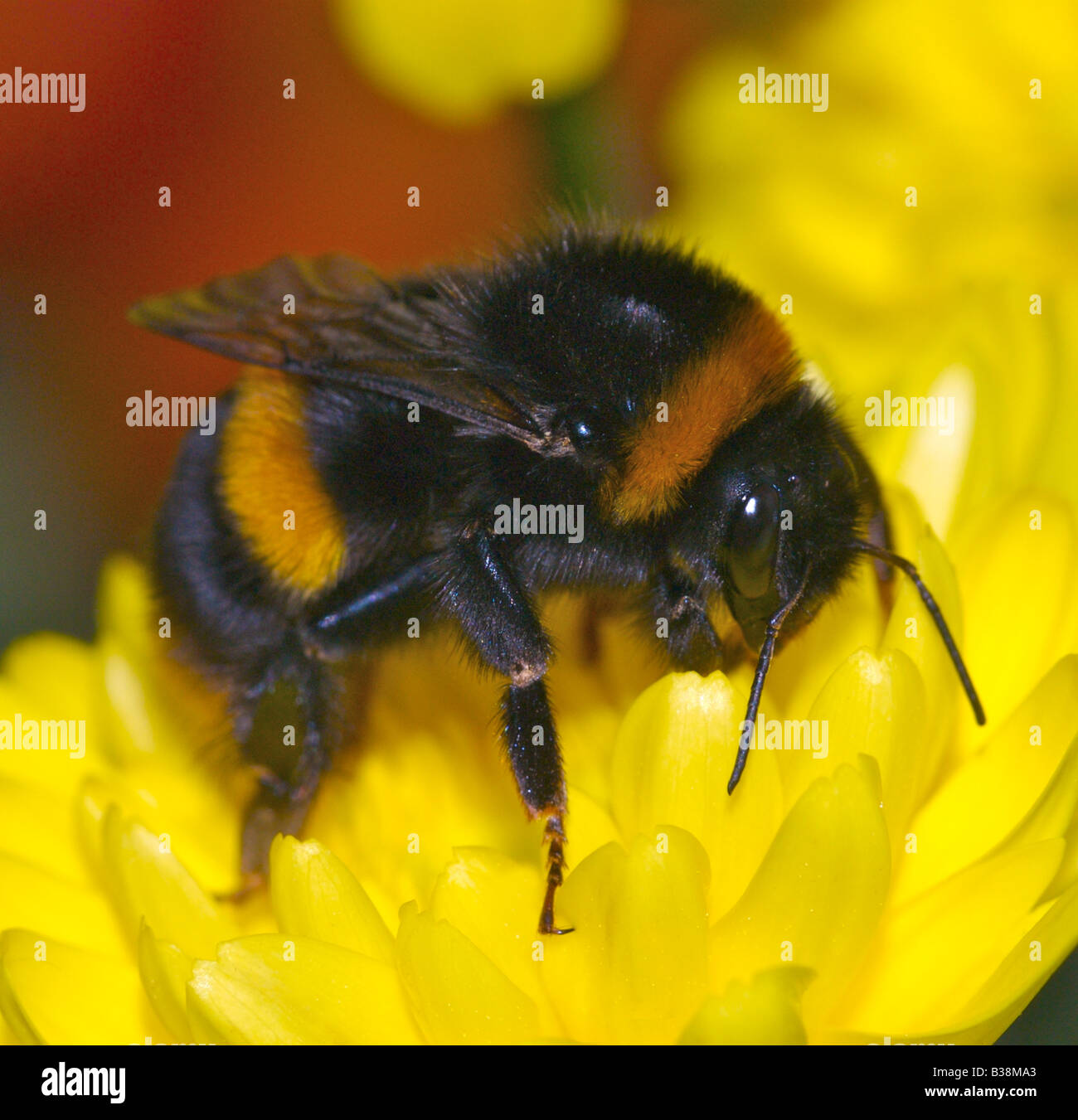 This is the Garden Bumble Bee Bombus hortorum collecting nectar in the early morning sunshine Stock Photo