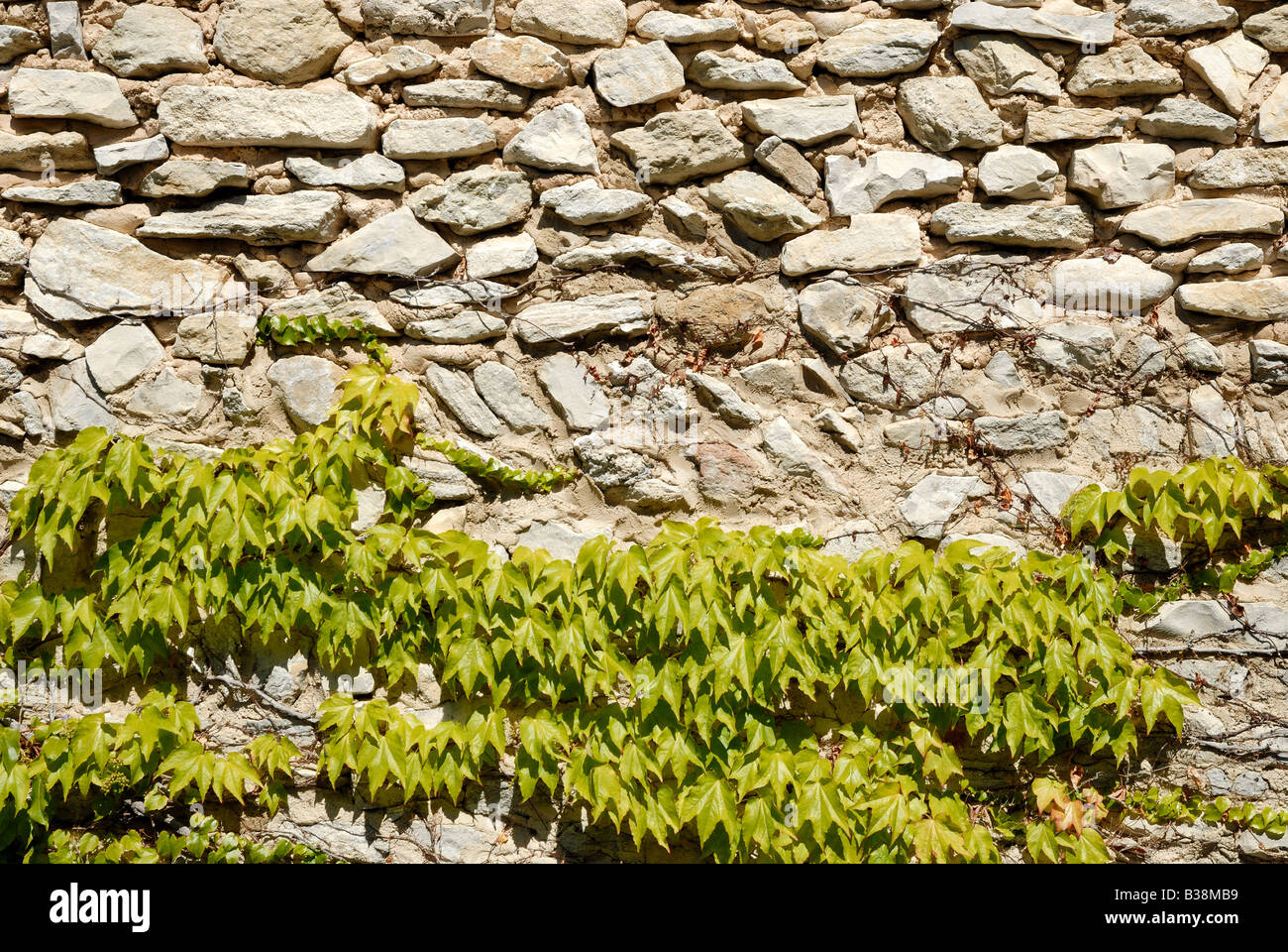 Ivy on the stone wall Stock Photo