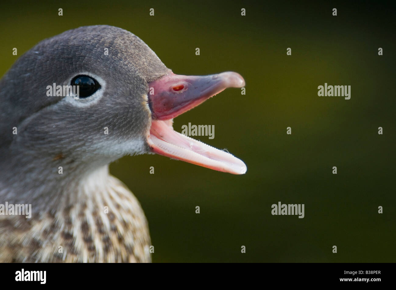 Gadwall Anas strpera Duck shouting at passers by. Stock Photo