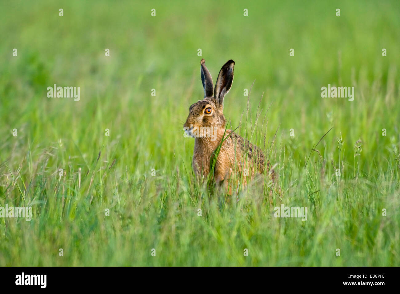 How To Catch Wild Rabbits Tips And Tricks For Hunting And