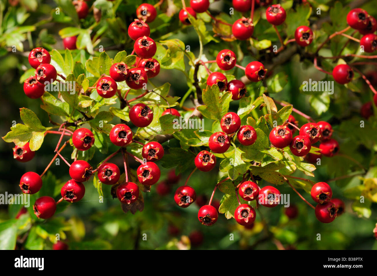 Hawthorn Berries High Resolution Stock Photography and Images Alamy